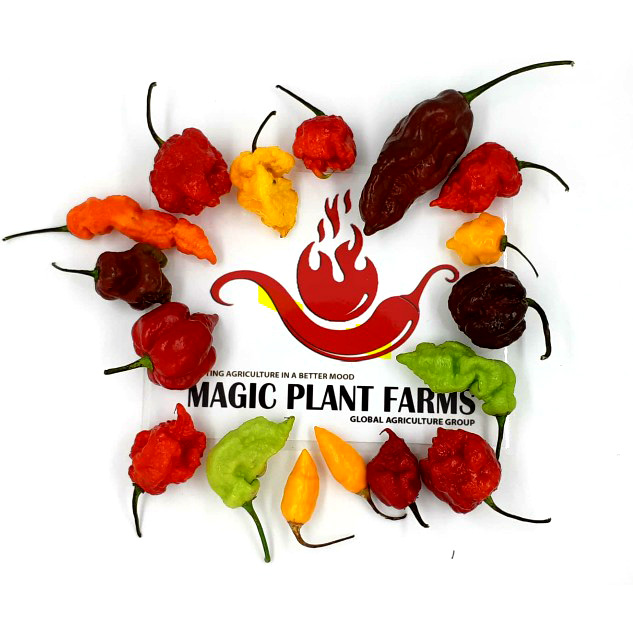 magicplantshop.com logo